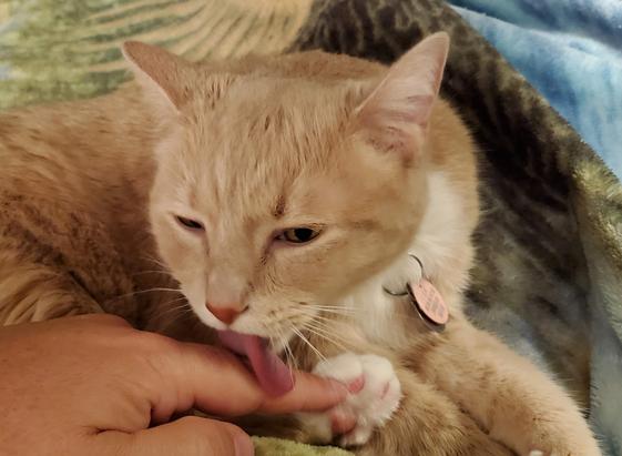 toe bean inspection costs 1 shlorp