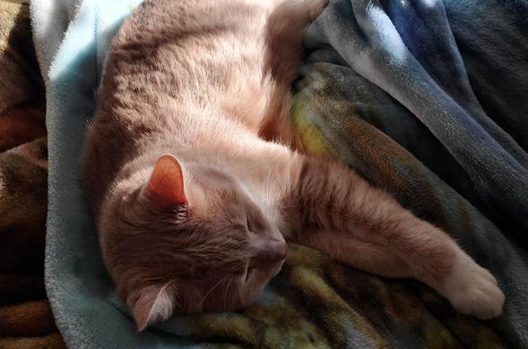 A weighty sunbeam has stuck Pedro upon the soft blankets