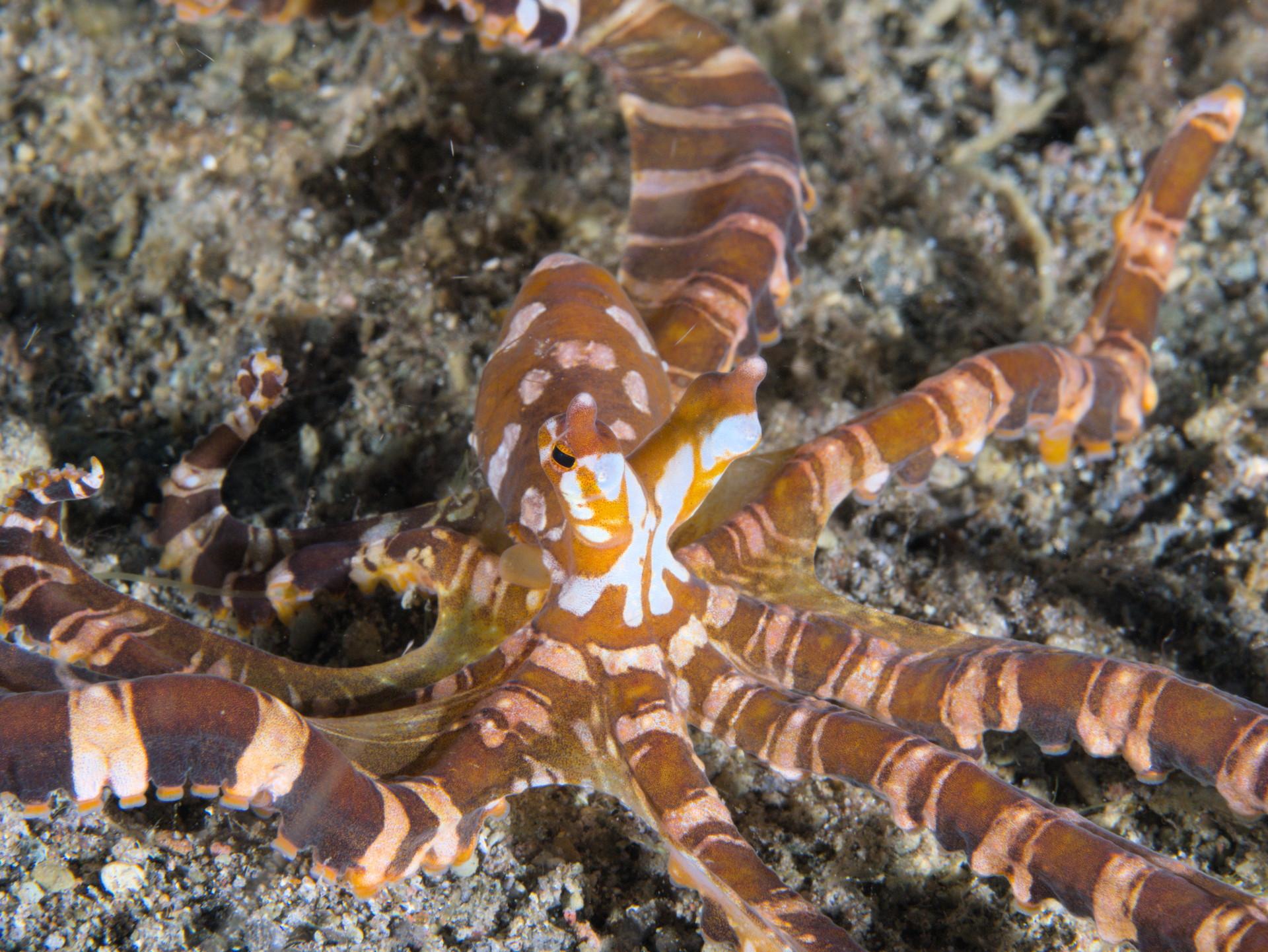 Red brown octopus body centered in frame, upper parts of arms fill most of the remaining frame. Head is shaped like a Y with eyes on the tips, with a lozenge shaped sac attached to the join of the Y and extending backwards. Arms have white bands on them, while head has more chaotic white markings on Y with white dots on sac.