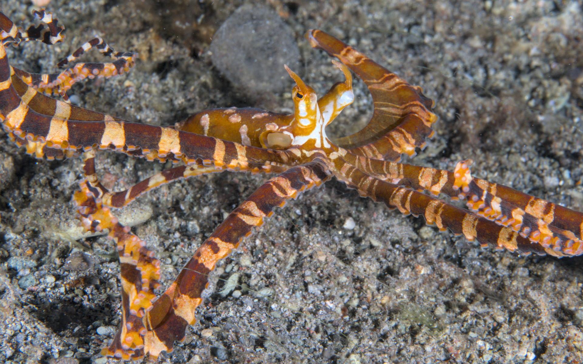 Same red-brown and white octopus "in flight". Body is streamed out behind the vertical eyestalk Y and the arms are more visible, also kindof flailing around.