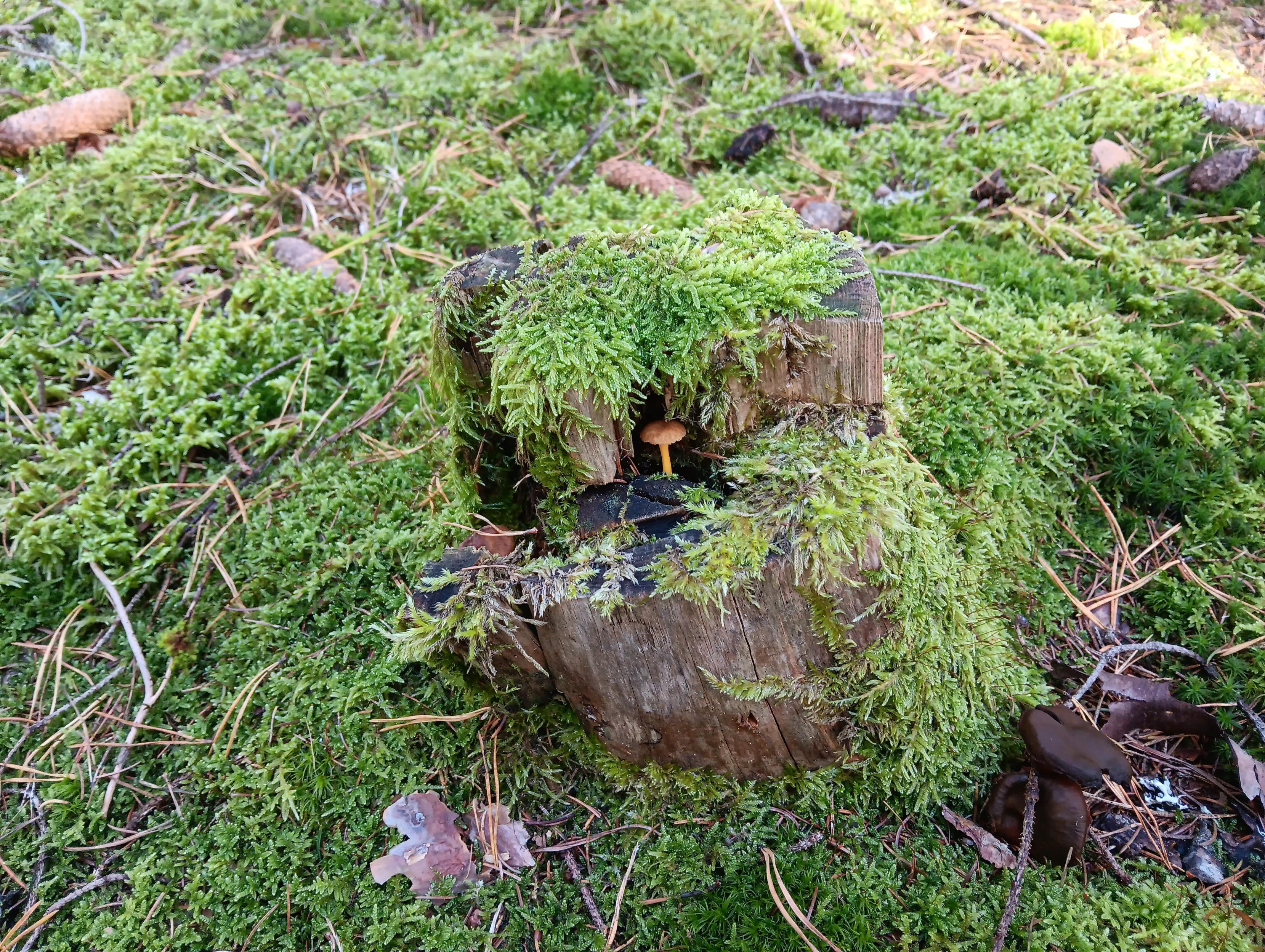 A little mushroom with an orange stalk and light brown cap growing on a weathered tree stump that's partially covered and surrounded by moss with a vivid green color. The tree stump has the form of a stair with two steps and has a hole in the horizontal center of the upper step. The mushroom is right in there with moss growing on top of the upper step creating a "roof" for the mushroom. There's two dark brown mushrooms on the side of the stump.