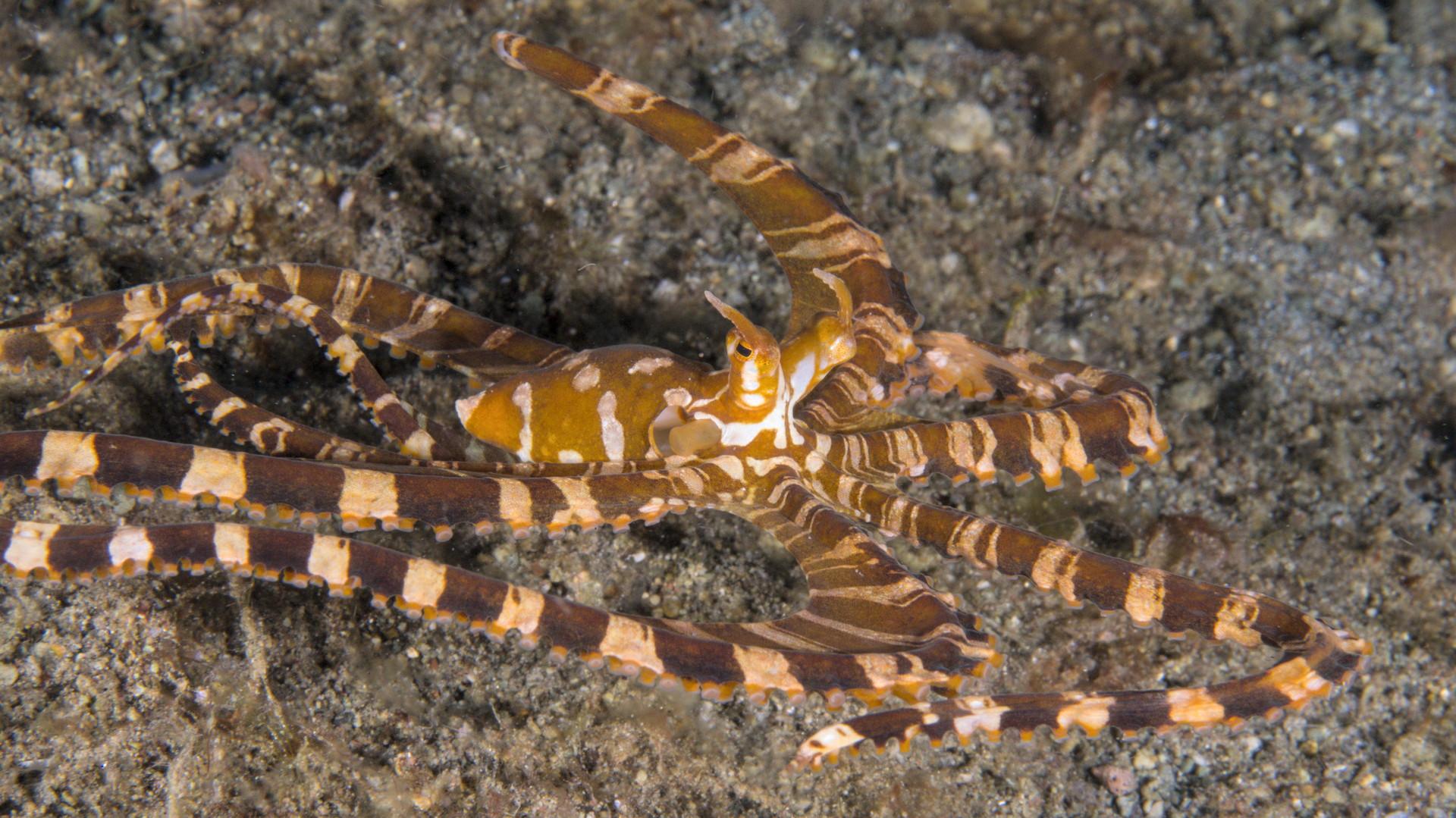 Same redbrown and white octopus (see alt text for first image in thread for more information). Compared to the previous image more "webbing" skin behind the tentacles is visible and only the tips of a few of the arms are out of frame.