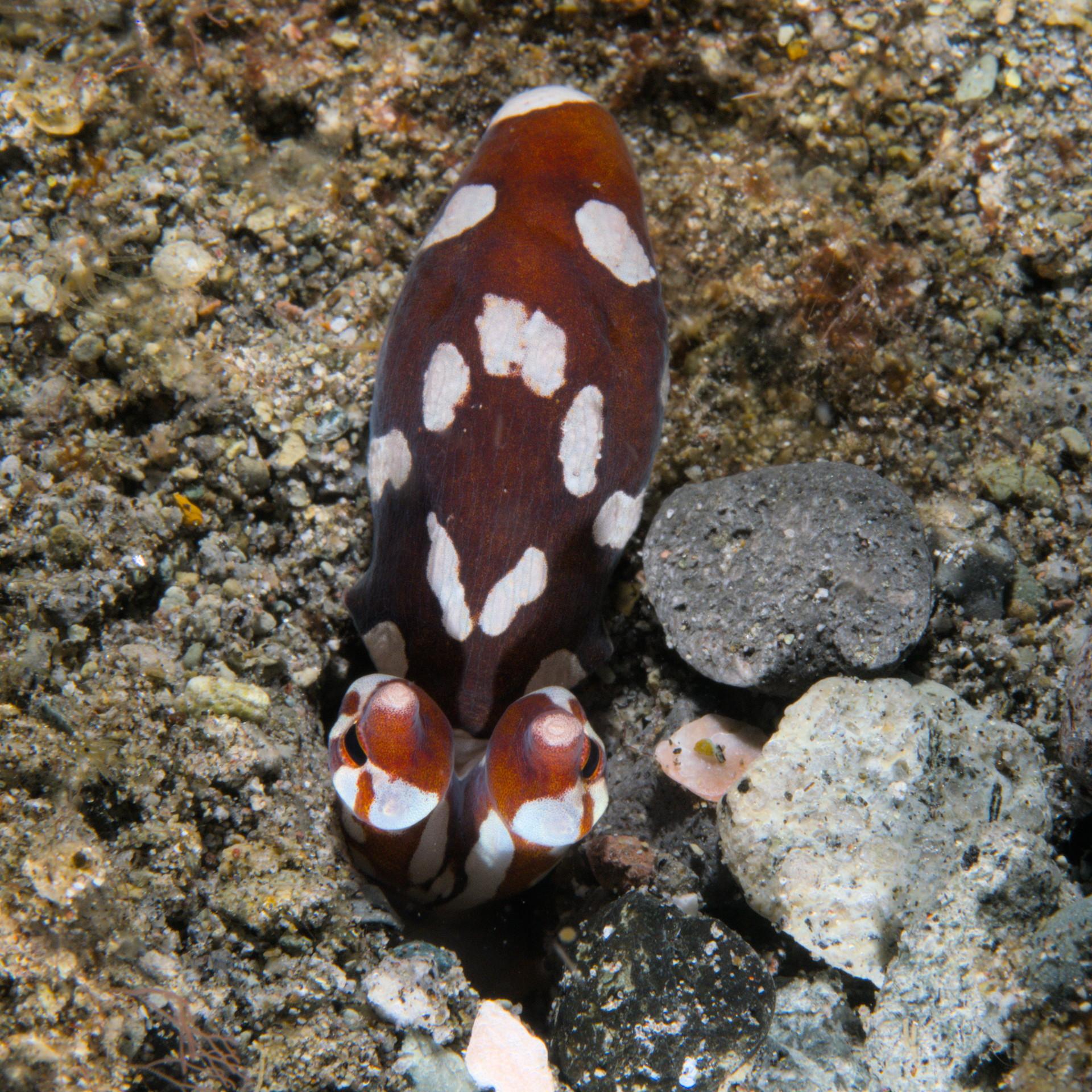 Body and eyes of red and white octopus protrude from hole in the sand. Both eyes are visible, and from this angle they look like they are on knobs sticking off the body.
The body itself about 3 times longer than wide, roughly lozenge shaped, tapering in behind the eyes.