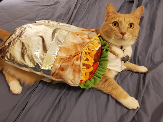 Last year he was the more palindromic taco cat