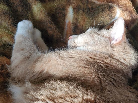 he's so fuzzy in (or out of) the sunlight