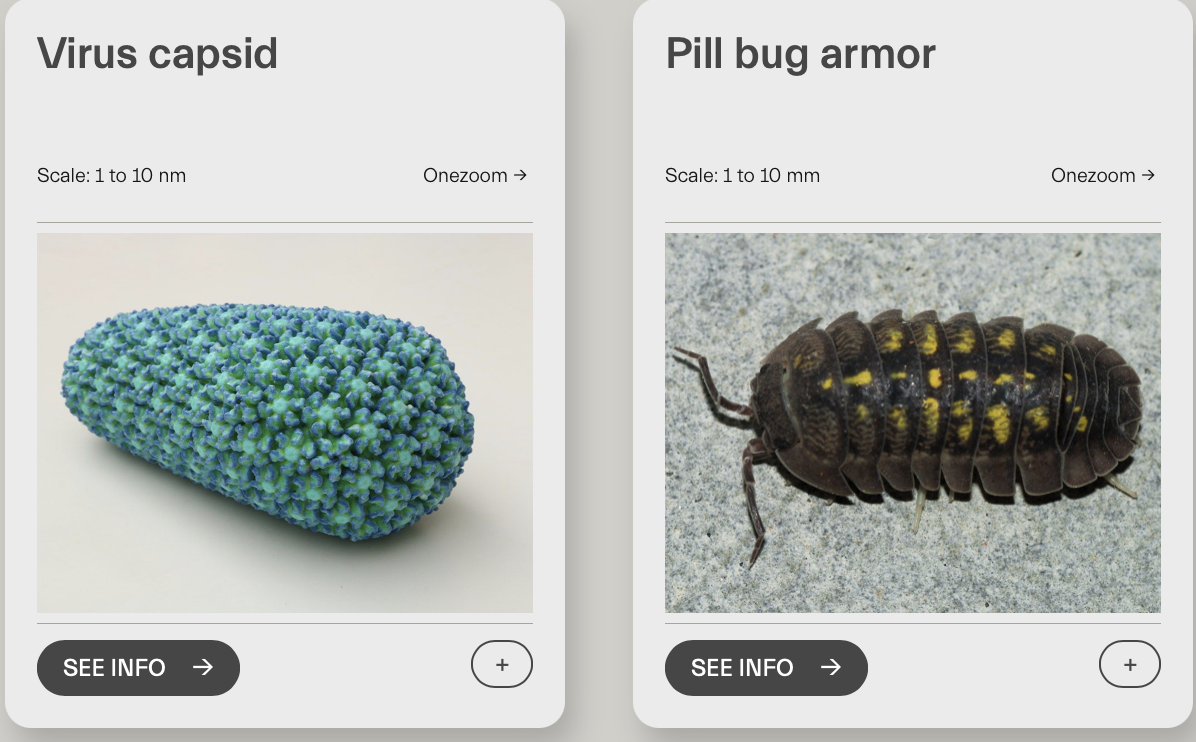 Electron micrograph of a pinecone-like virus capsid covered in 6-pointed stars, and optical image of a pill bug covered in brown and yellow plates.