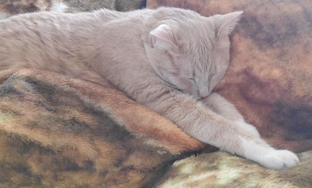 Soft blanket is soft, long cat is long