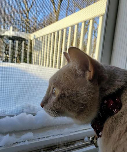 Pedro doesn't want a lot for Christmas 