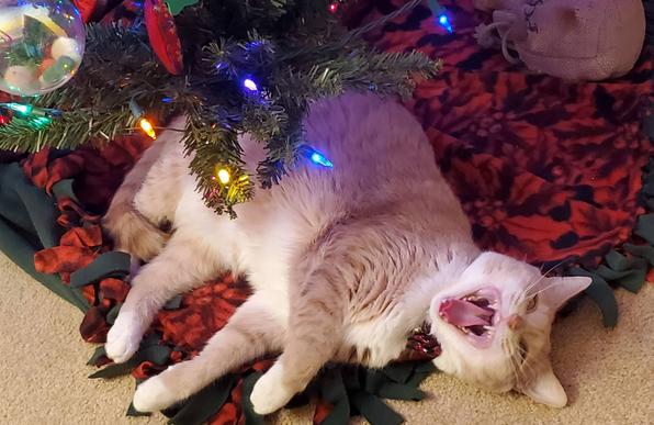 Underneath the Christmas tree