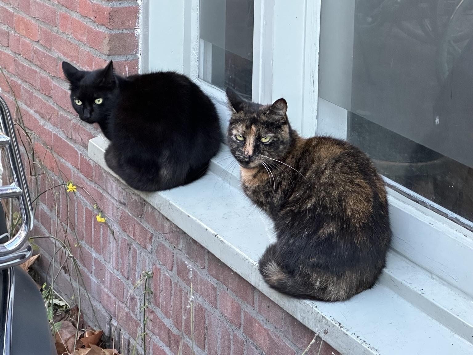 A black cat and a tortie cat sitting on an outside window sill, looking over their shoulders at me, a mere moment before deciding to come say hi and both demand pets and scritches.