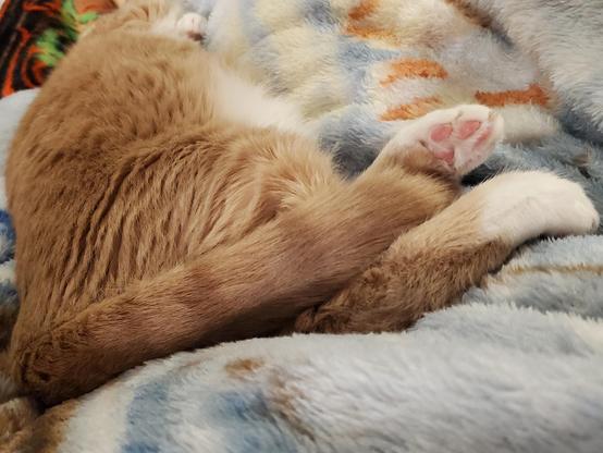 All in fur, from his head to his foot