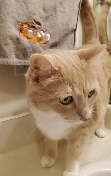 Pedro does not actually have his own merchandise line, yet.