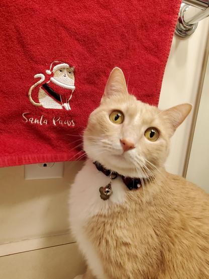 'Twas the night before Catmas