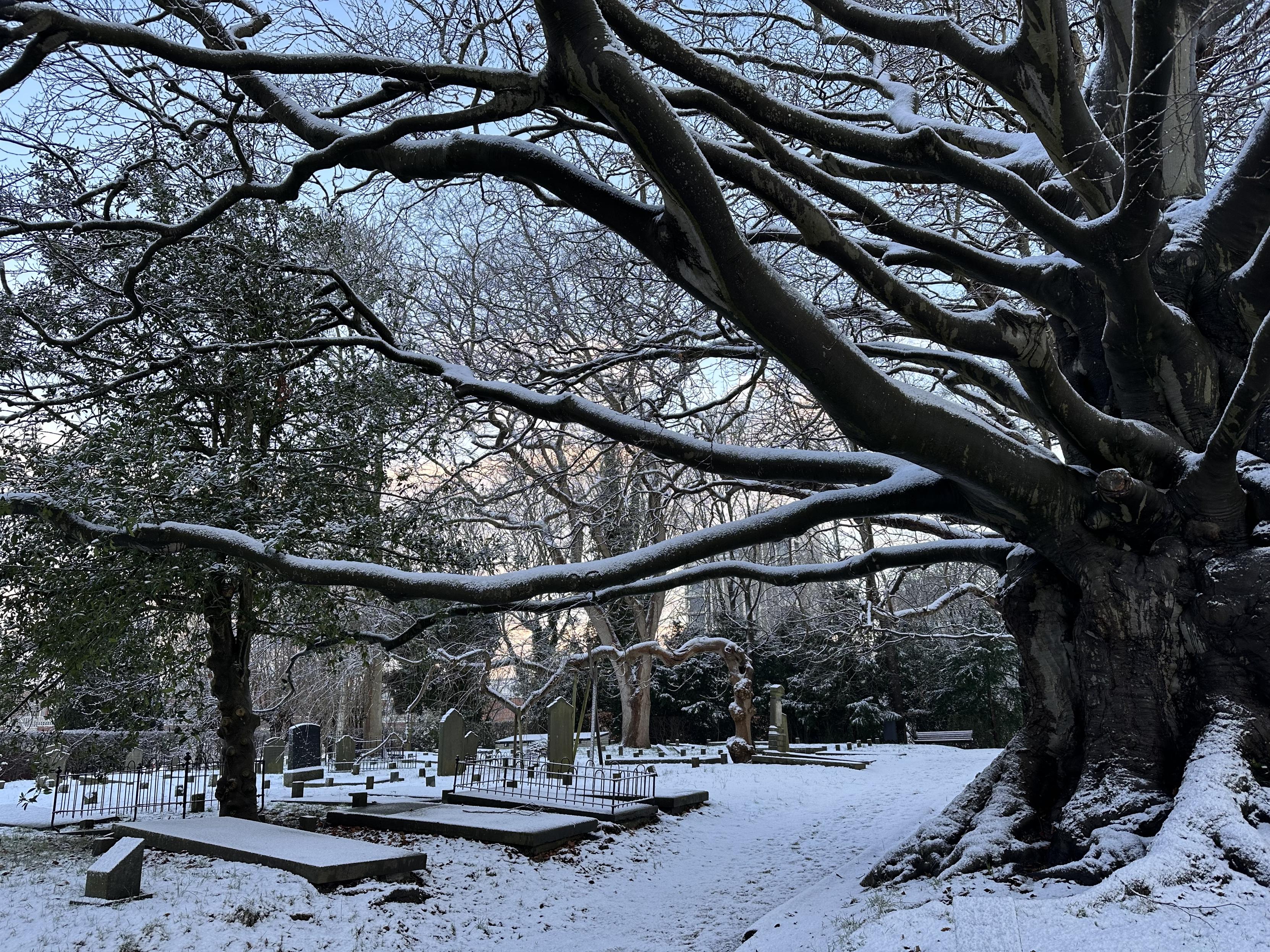 A snow-covered historical cemetery. On the right of the picture there is the trunk of a very thick tree. Its snow-covered branches extend to beyond the left of the picture. In the middle, a bit further away is a weird tree that decided to make a 90 degree angle about 1.50 m above the ground, and then grow horizontally. Also some head stones and graves. All covered in snow. Sky is cloudy but not overcast, with tones of orange, pink and yellow.