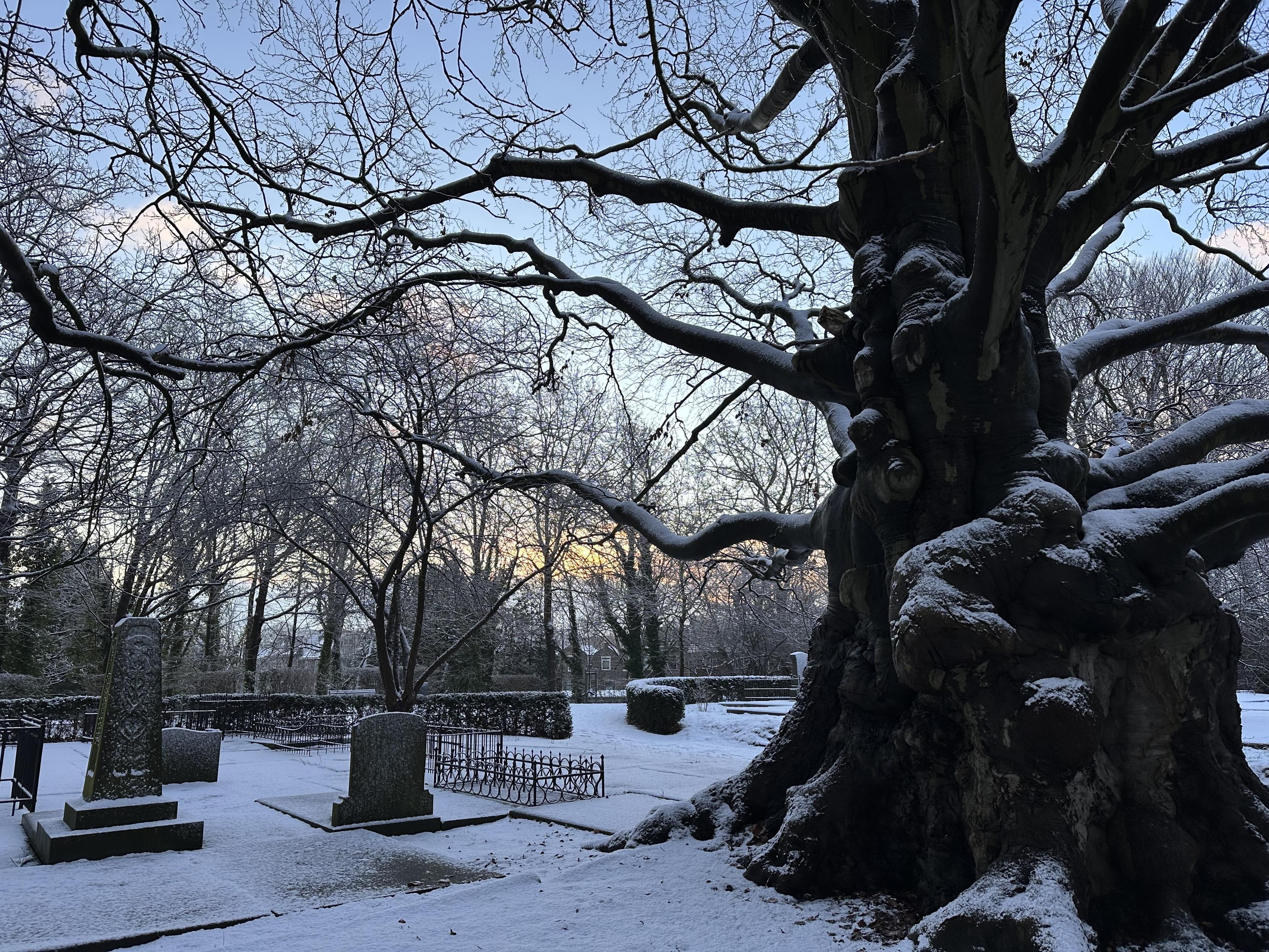 Same tree from the other side, and similar scene. Now you can see how the trunk is much thicker on the bottom 2 or so meters, then gets quite a bit thinner, but still very thick.