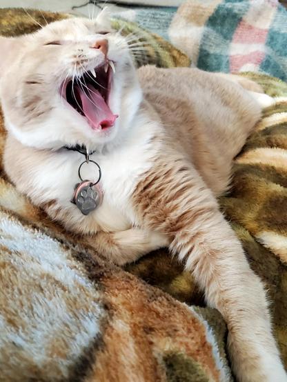Big yawn