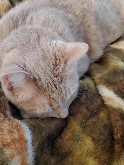 Pedro the Math cat Down for the count