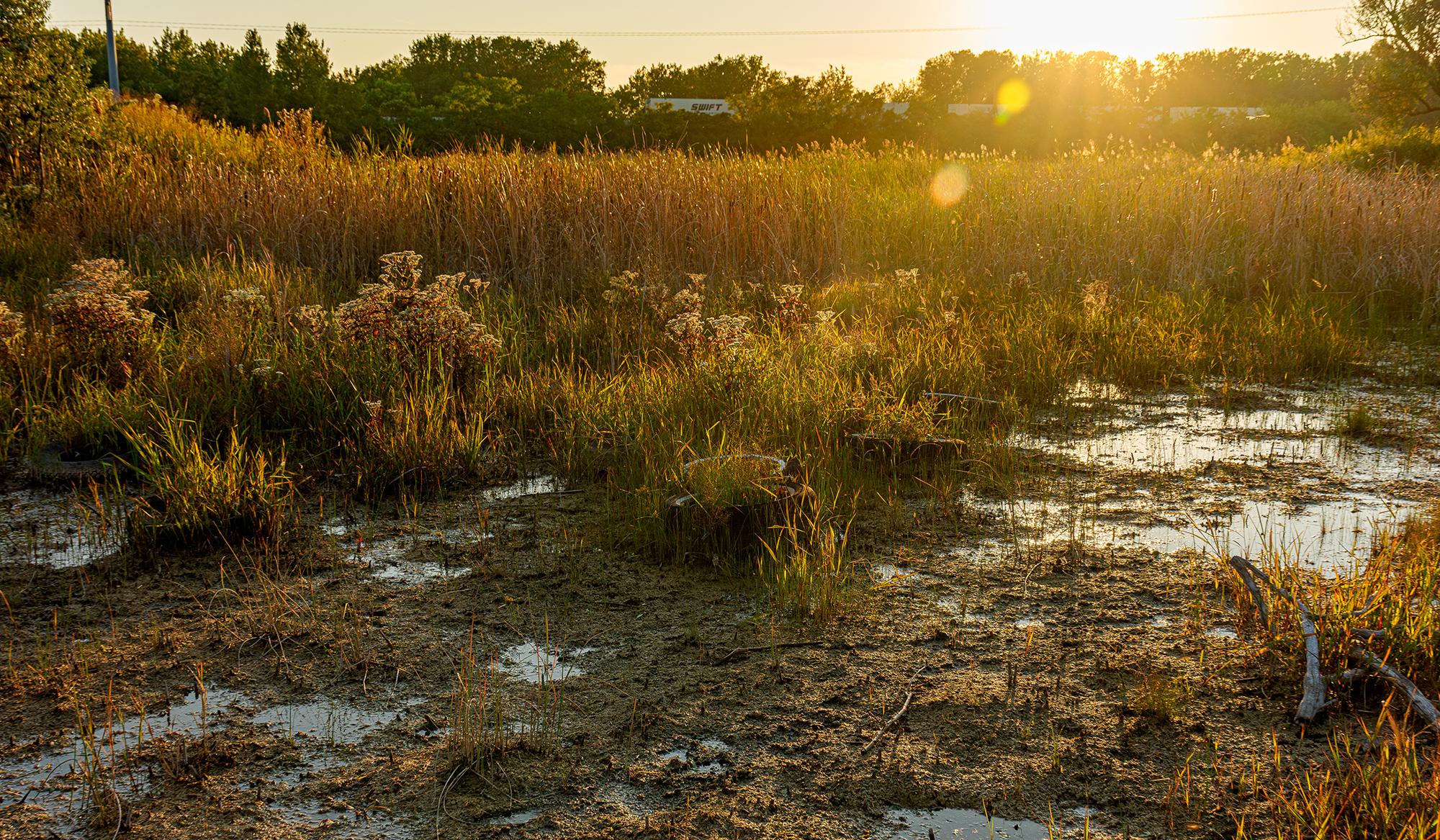 Sedges and other plants poking up from slag in the sunset. This is the Marian R. Byrnes Natural Area in Chicago, photographed by Jason Smith:
https://mag.uchicago.edu/science-medicine/beauty-slag