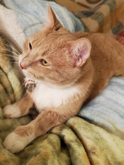 The many moods of Pedro