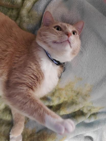 Pedro, on the blanket, also planning lots of naps