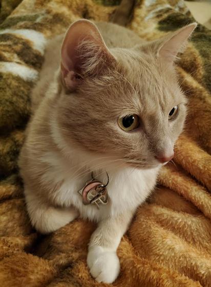 Pedro is a handsome fellow even without the pi collar swag