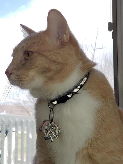 Pedro rocking the pi accessory 