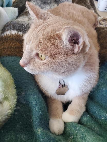 SNUGGLES AGAINST TYRRANY