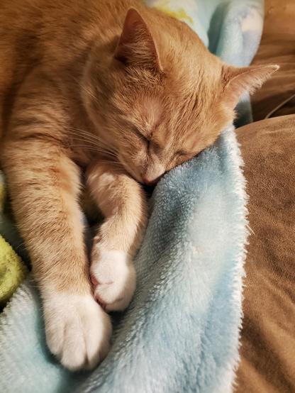 Garfield knows Pedro's life 