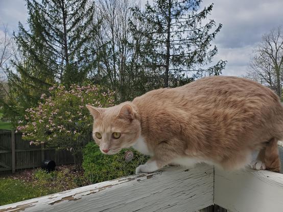 The last springtime for this old deck