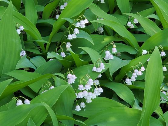 Lily of the Valley, small flowers with a purple tint.  They smell great!