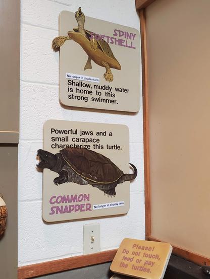 Please do not touch, feed, or pay the turtles. 