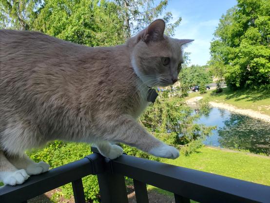 Stepping out on the new deck railing
