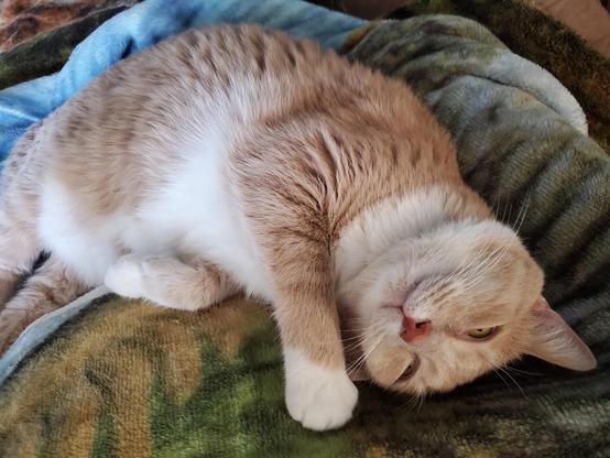 Pedro showing off some soft white ventral fur