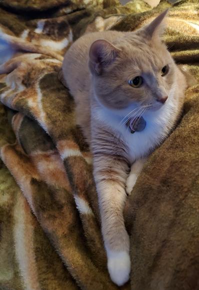Cute white paws concealing sharp parts
