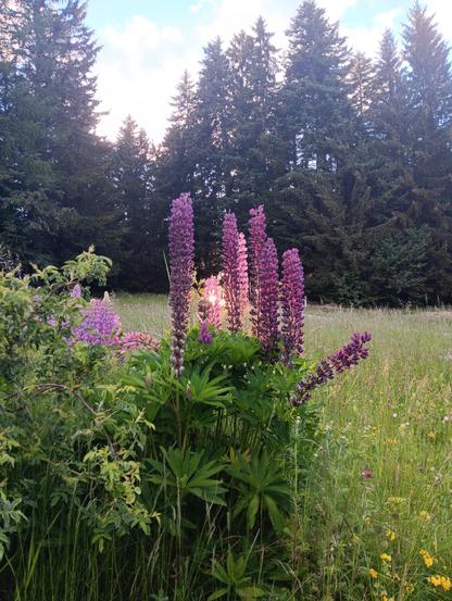 Some violet and pink lupines in a meadow with high conifer trees in the background. The sunset (there is a small window beneath the tree trunks where it can shine through) is illuminating the lupines from behind giving them an orange-reddish glow (the sun is not directly visible, because of the lupines in front). The sky is light blue with a few light clouds, which are also illuminated by the setting sun glowing weakly orange.