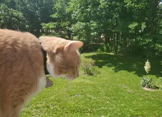 Pedro is mostly an indoor cat but gets a little deck time on a nice day