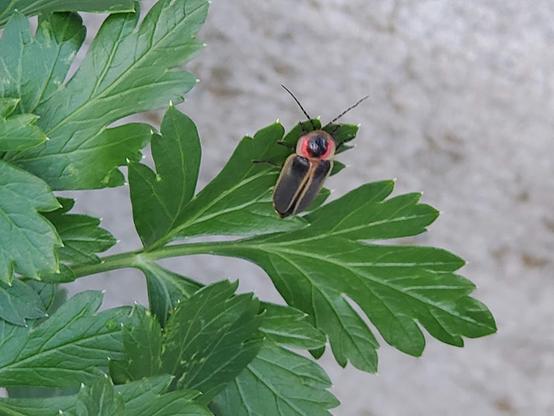 flat-leaf parsley and cute bug - a "black firefly" - no lights, communicates by pheromones