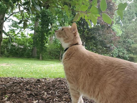 Just wondering for no reason whether this bush has toxic leaves 