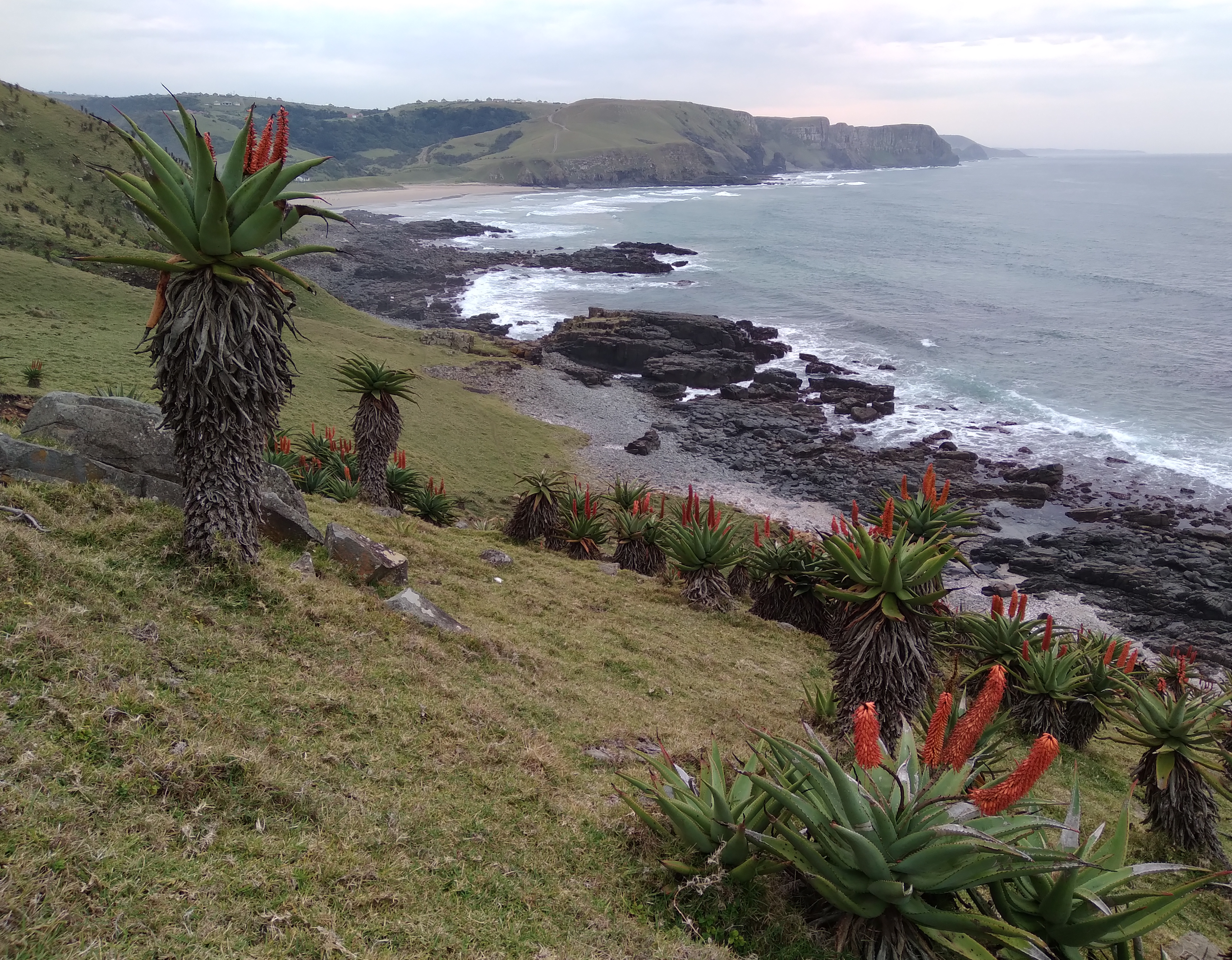 A view of the sea and coast taken from the side of a hill on which a cluster of aloes are growing. They are flowering, with upright orange racemes (cylindrical clusters of tubular flowers)
