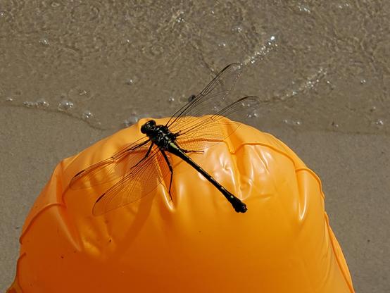 Hand-size black dragonfly with green stripe