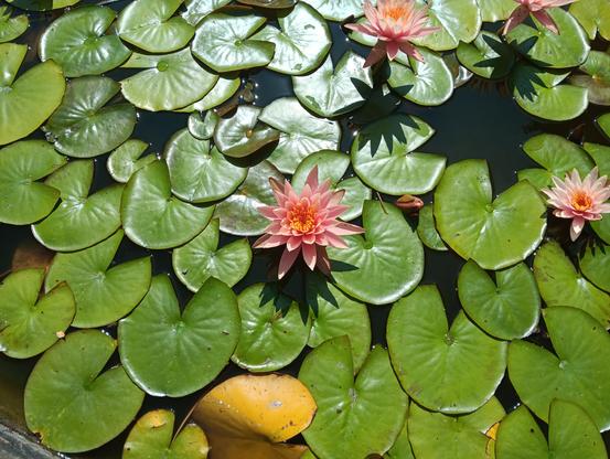 Pretty pink water lilies in dark brown water. The lily pads in different sizes are partially covering each other. In the middle is a nicely visible flower with multiple layers of pink petals surrounding the orange stamens. There are a few more (partially) visible flowers in the upper right.