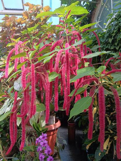 A red hot cat tail (acalypha hispida), with many long, pinkish-red bushy flowers hanging down. The plant also has big green leaves.