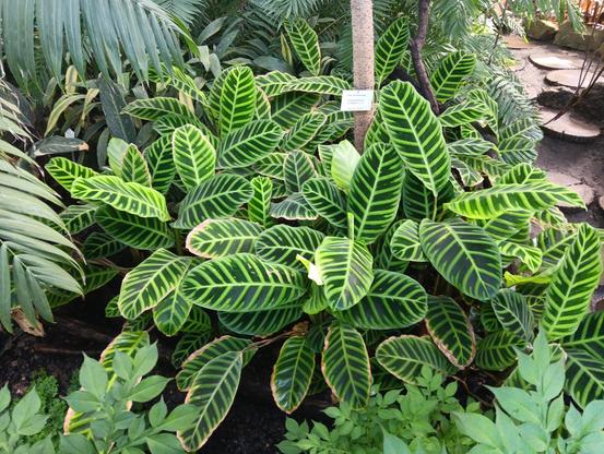A zebra plant (goeppertia zebrina), with many striped leaves, that are very bright light green striped with very dark green sections in between, creating a beautiful contrast.