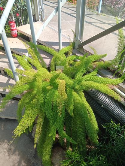 A foxtail fern (asparagus densiflorus Meyerii), with many long, bushy, light green "tails" meandering outwards in all directions.
