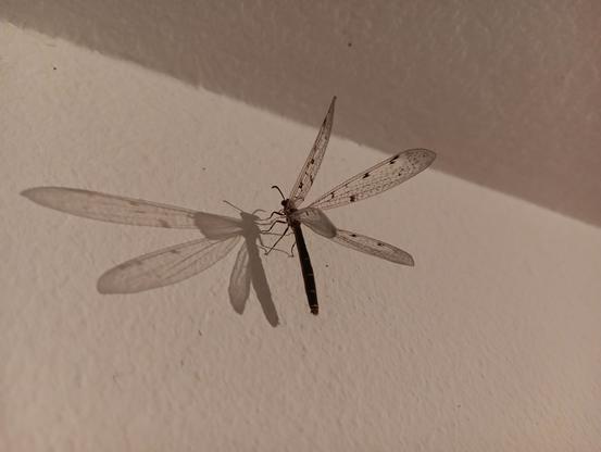 An black insect (I think a Euroleon nostras) with a few centimeters long, slim body, six legs, two antennas and four spread out, large wings. The wings are translucent with the venation clearly visible and have some brown spots on them here and there. It's sitting on a white wall with rather dim light and its shadow is nicely visible beside it.