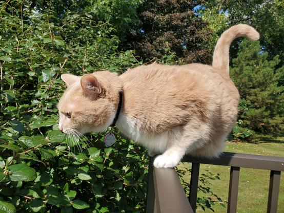 He just wants to bite the plant, not actually chew or eat it.