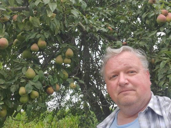 That's a lot of pears