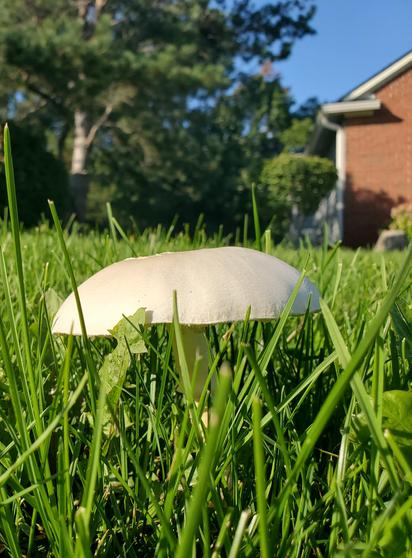 Approx. 12 cm diameter