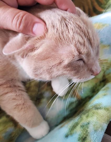 Ear skritches