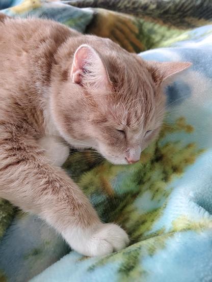 Napulent kitteh